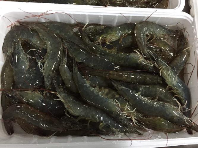 海老滩 新旺食品 厂家直销 速冻产品 速冻连头虾 生虾0
